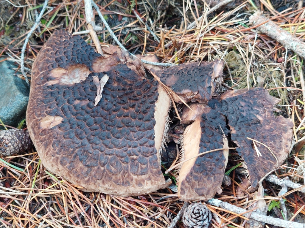 To eldre furuskjellpigger med mørke, slitte og uregelmessige hatter.