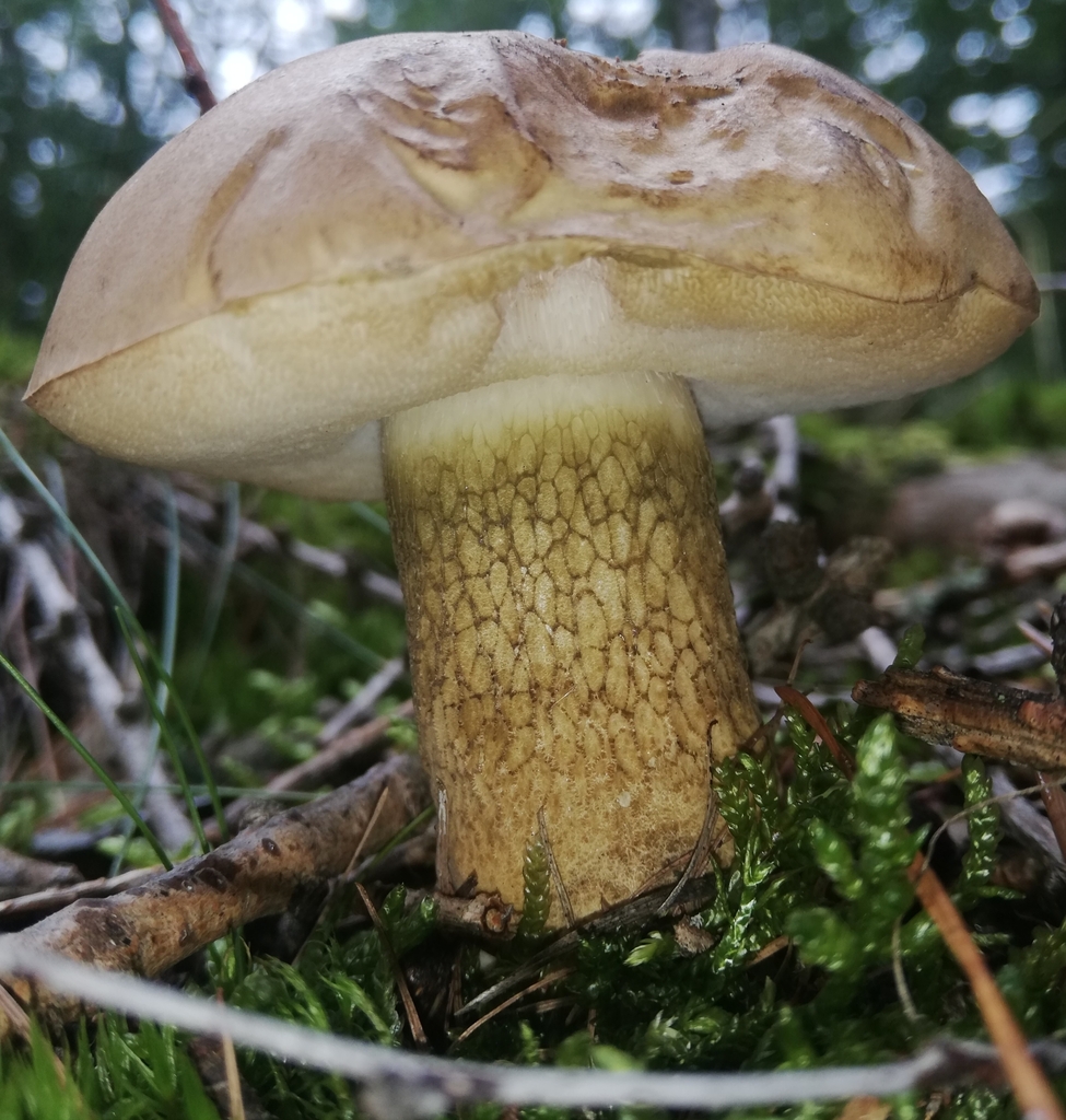 Gallerørsopp i mose med brun hatt og grovt mørkt årenett på stilken.