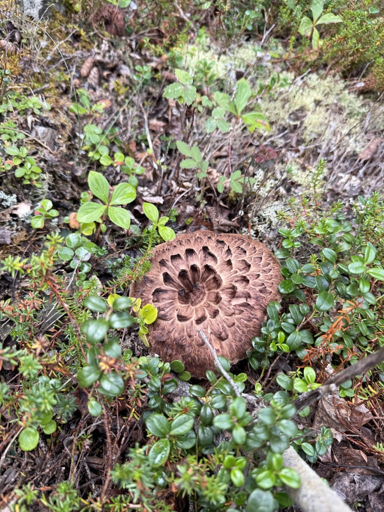 Granskjellpigg ovenfra i skogbunnen med mørke, oppstående skjell på hatten.