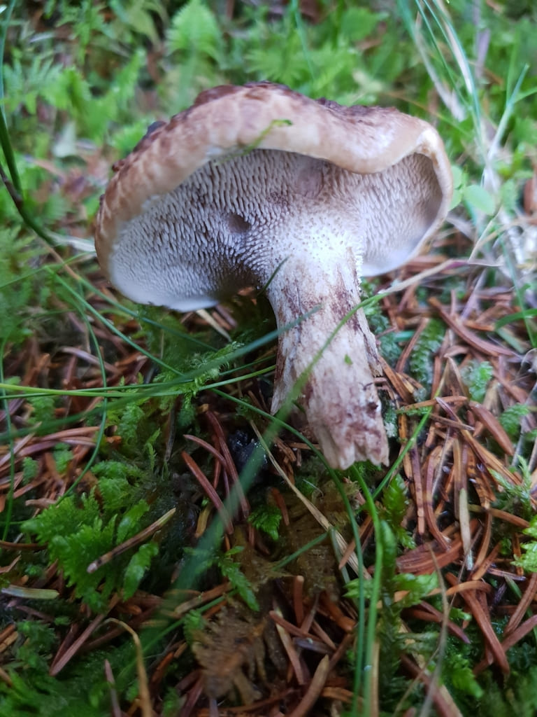 Granskjellpigg i barnåler med bred piggete underside og lang stilk.