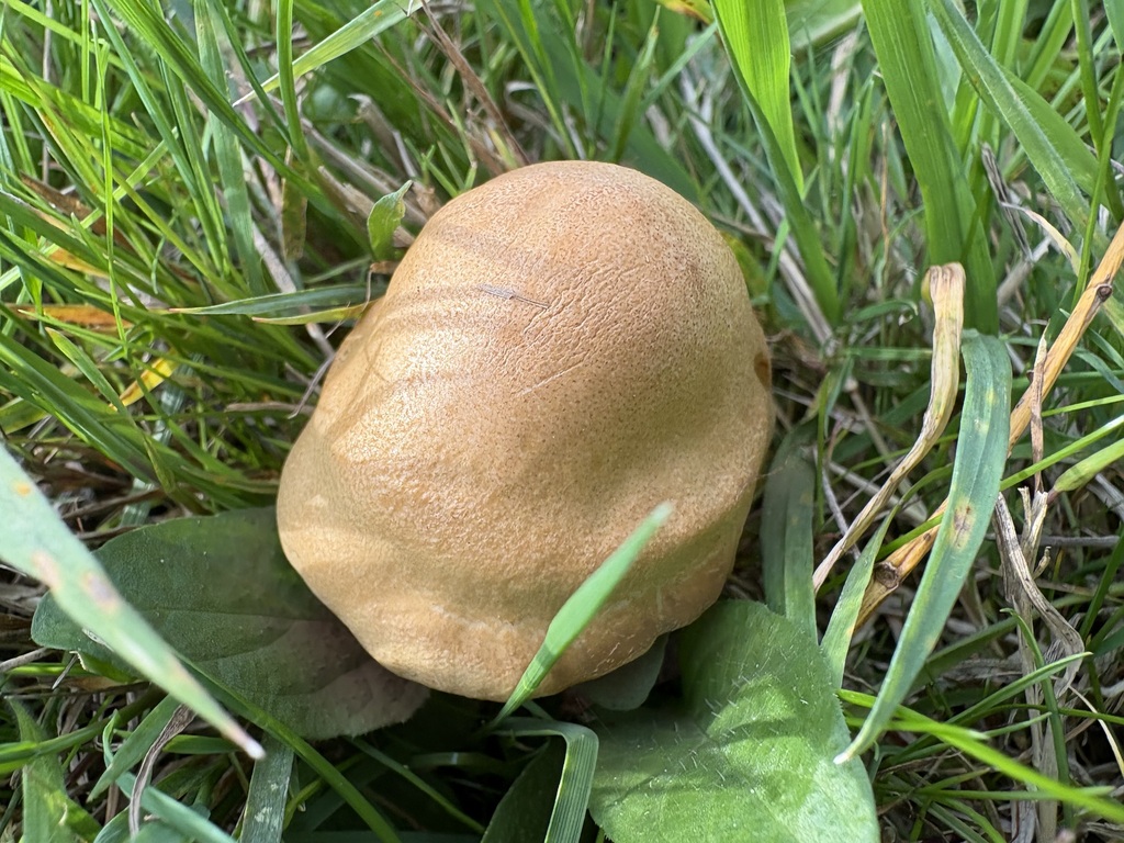 Ung gullskjellsopp i gress med eggformet gyllen hatt dekket av fint grynete belegg.