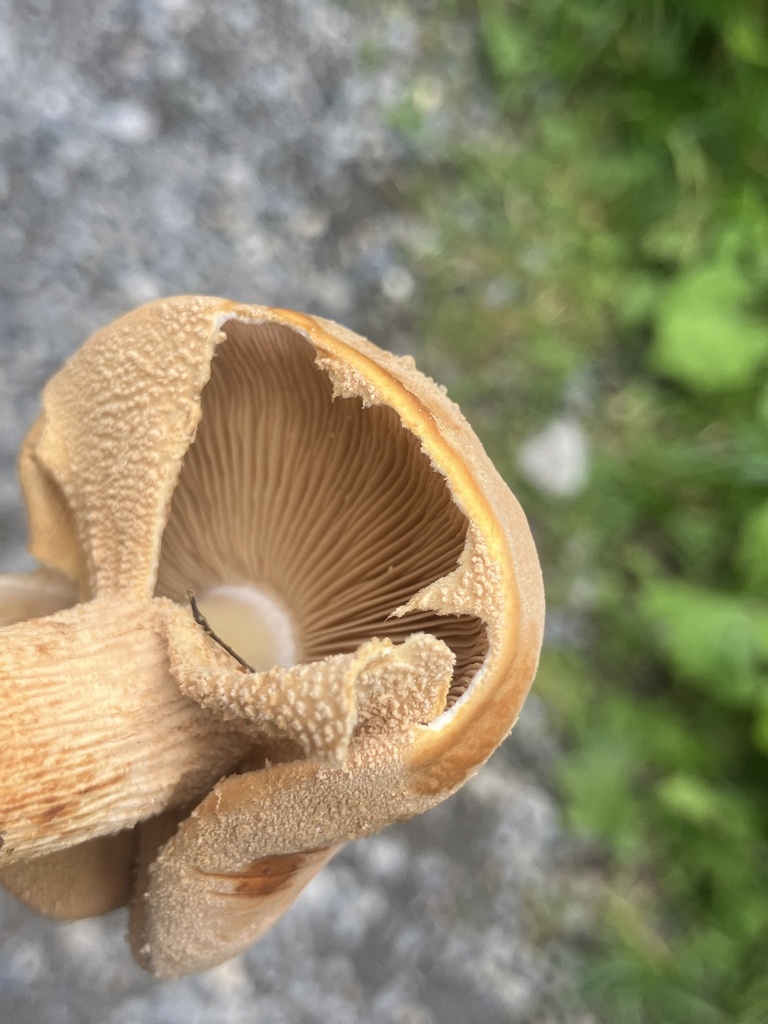 Nærbilde av gullskjellsopp med kanelbrune skiver og kraftig hudaktig ring.