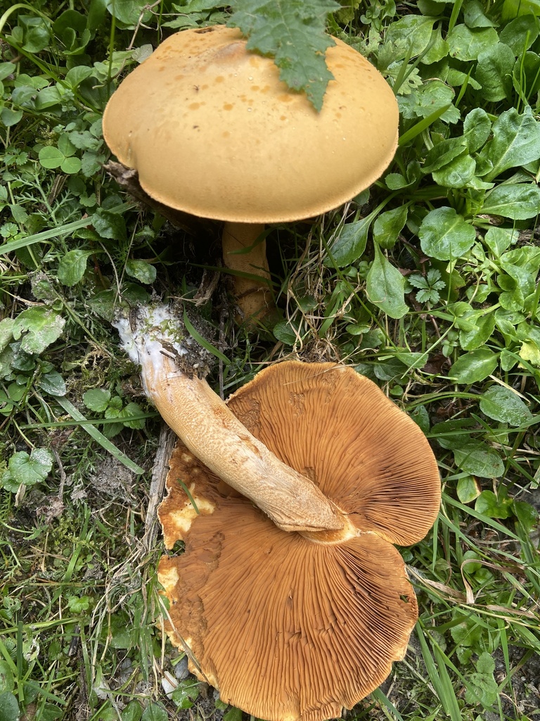 To gullskjellsopper i vegetasjon vist fra hatt og underside med gyllen stilk og brune skiver.