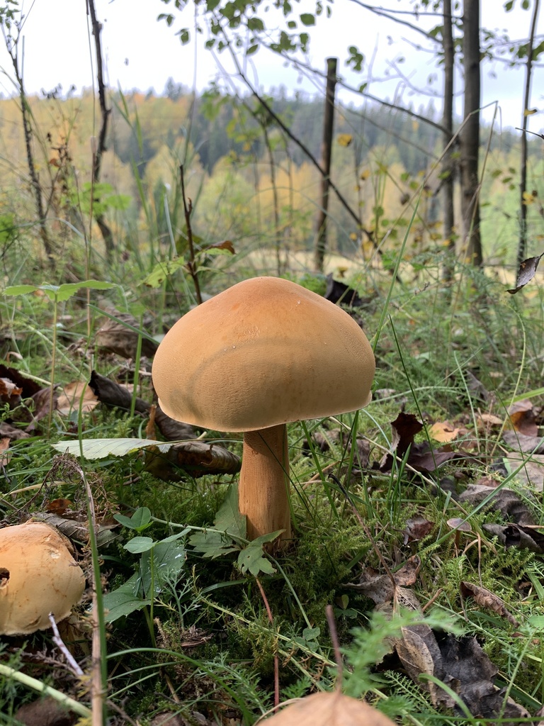 Gullskjellsopp på skogkant med glatt gyllen hatt og kraftig gulbrun stilk.