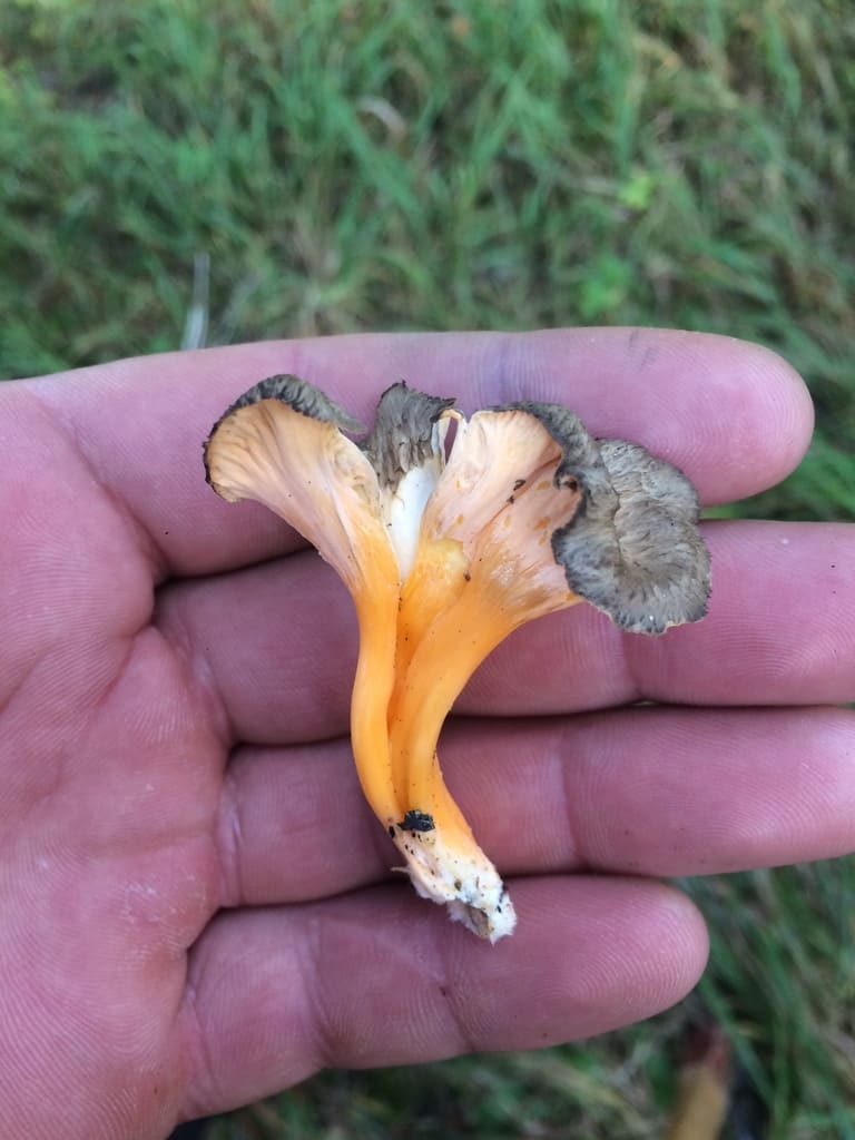 En liten gul trompetsopp i en hånd med gråbrun bølget hatt og lysende oransjegul stilk.