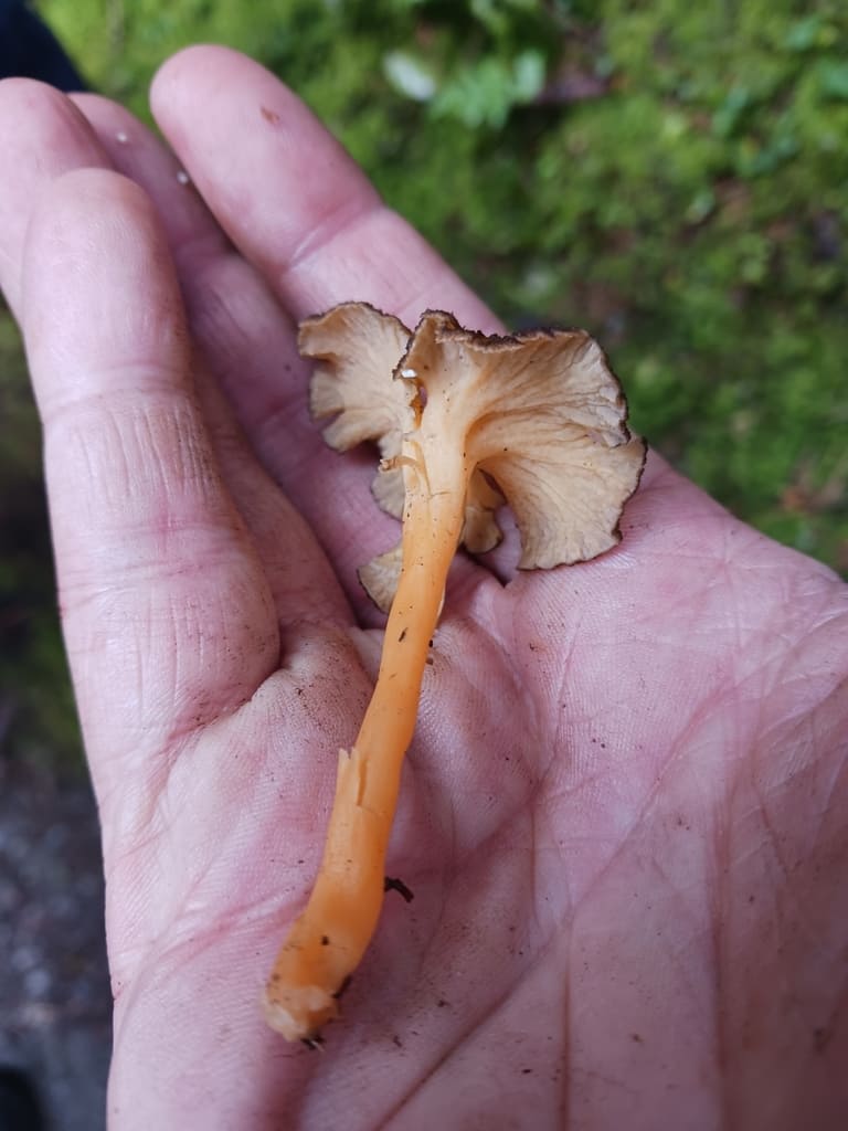 Gul trompetsopp i sideprofil med nesten glatt underside og lang, slank oransjegul stilk.