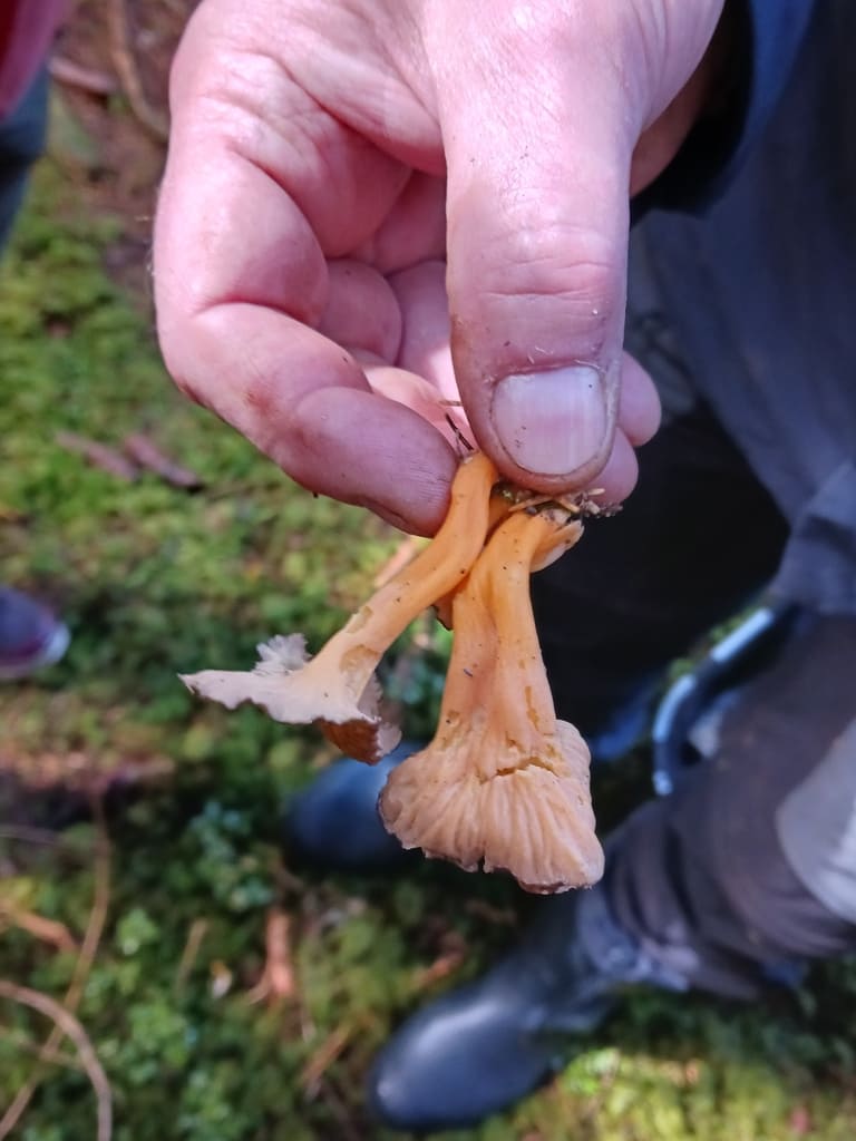 Gul trompetsopp holdt fra siden med lys, svakt rynket underside og kraftig guloransje stilk.