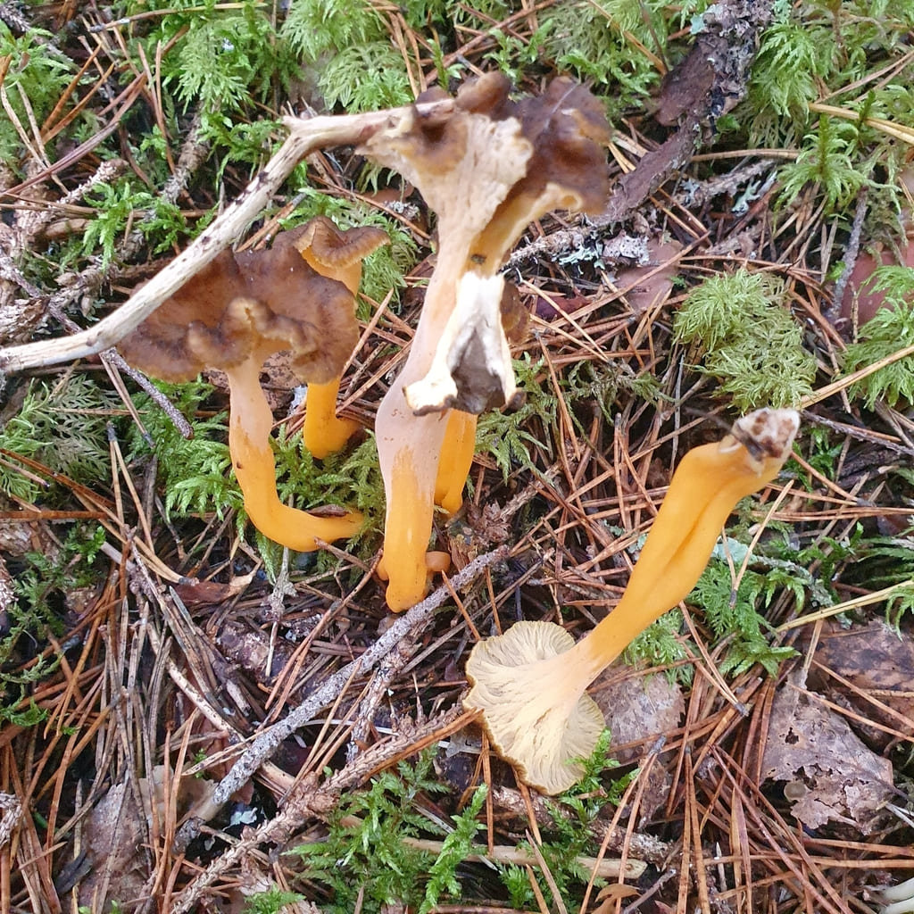 En gruppe gule trompetsopper mellom mose og skogstrø med brune hatter og oransje stilker.