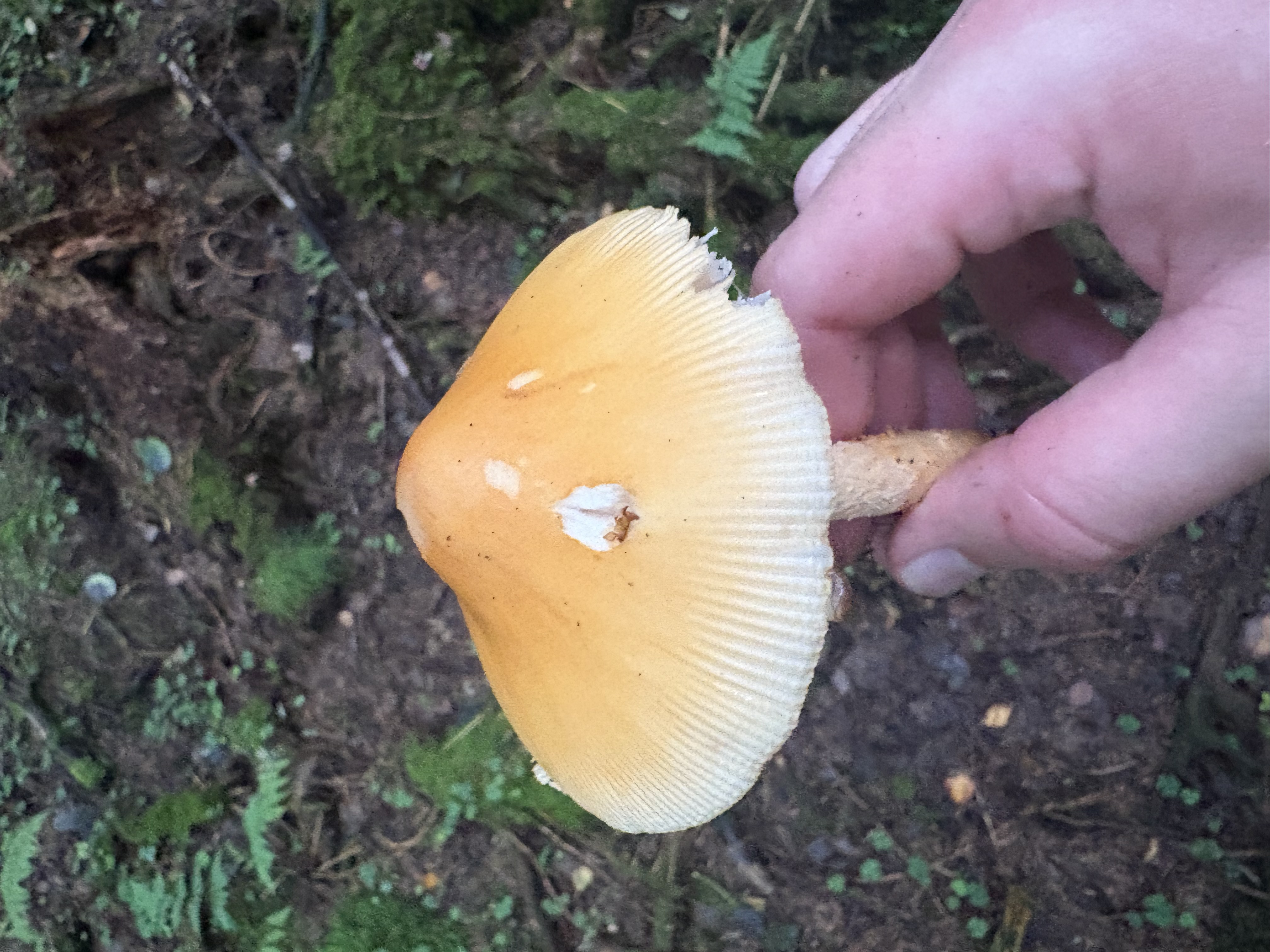 Kamfluesopp-gruppen holdt ovenfra med okerbrun klokkeformet hatt og markerte kantstriper.