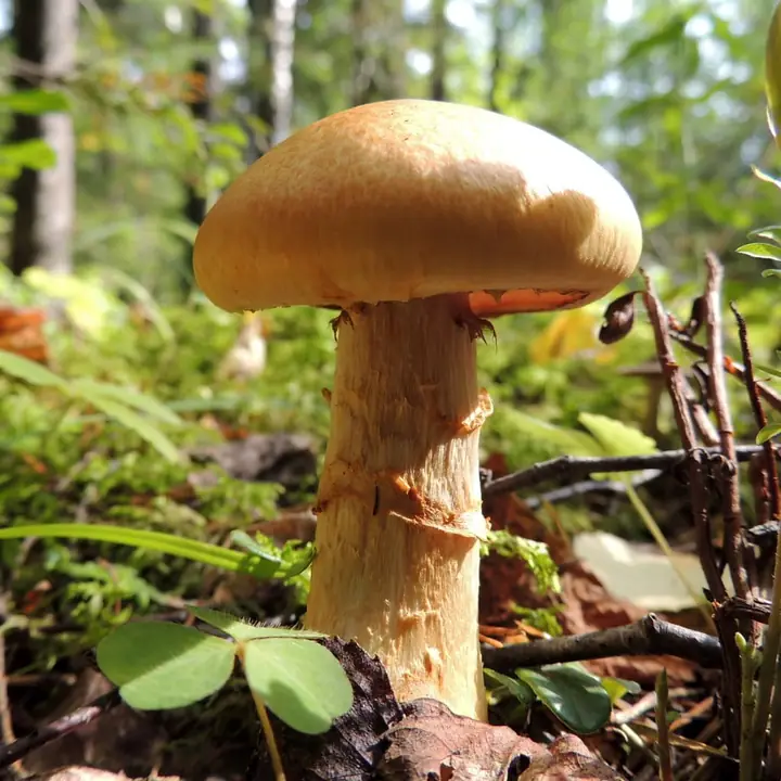 Kransslørsopp i skogbunnen med glatt okergul hatt og ringformede velumrester.
