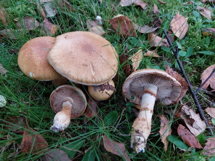 Kransslørsopp som flere sopper med okerbrune hatter, rustbrune skiver og lyse kranser.