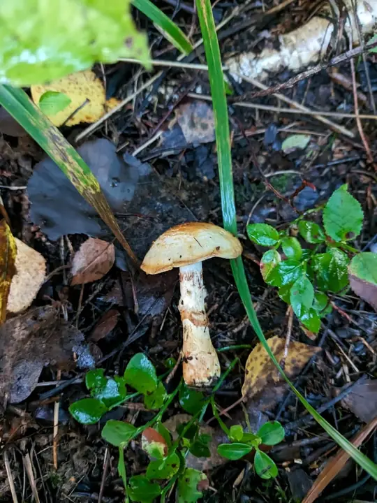 Kransslørsopp som slankt ungt eksemplar i skogbunnen med okergul hatt og velumkranser.