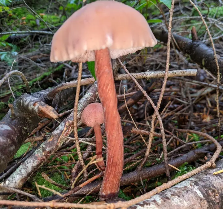 Lakssopp mellom barnåler med glatt lakserosa hatt og høy fibret stilk.