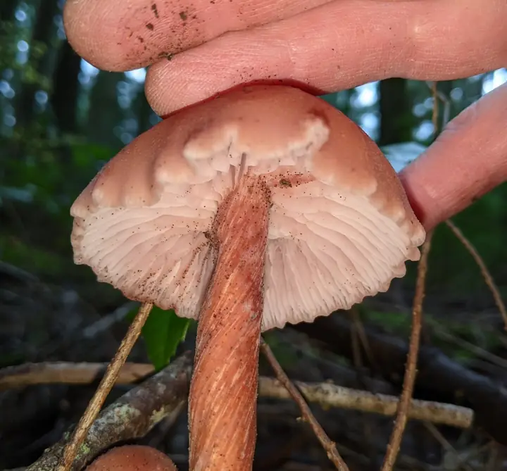Lakssopp holdt fra siden med bleke rosa skiver og rødbrun fibret stilk.
