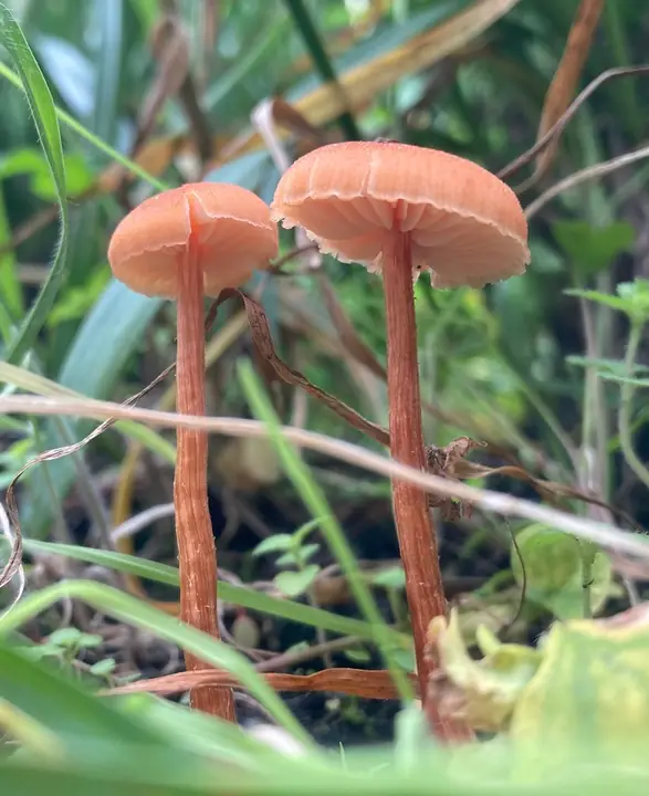 To slanke lakssopper i gress med små hvelvede laksrosa hatter.