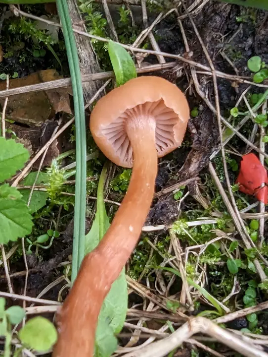 Lakssopp på skogbunnen med brunrosa hatt, rosa skiver og lang oransjerosa stilk.
