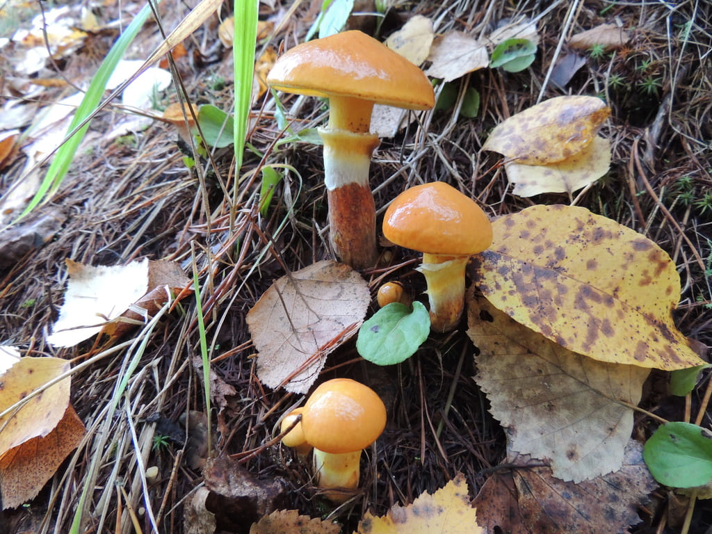 Flere lerkesopper i ulik alder med oransje hatter og ring på stilkene.