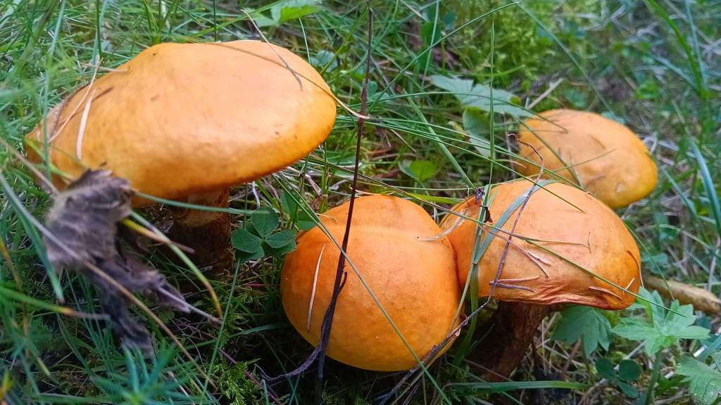 Tre lerkesopper ovenfra med glatte oransje hatter i gress.