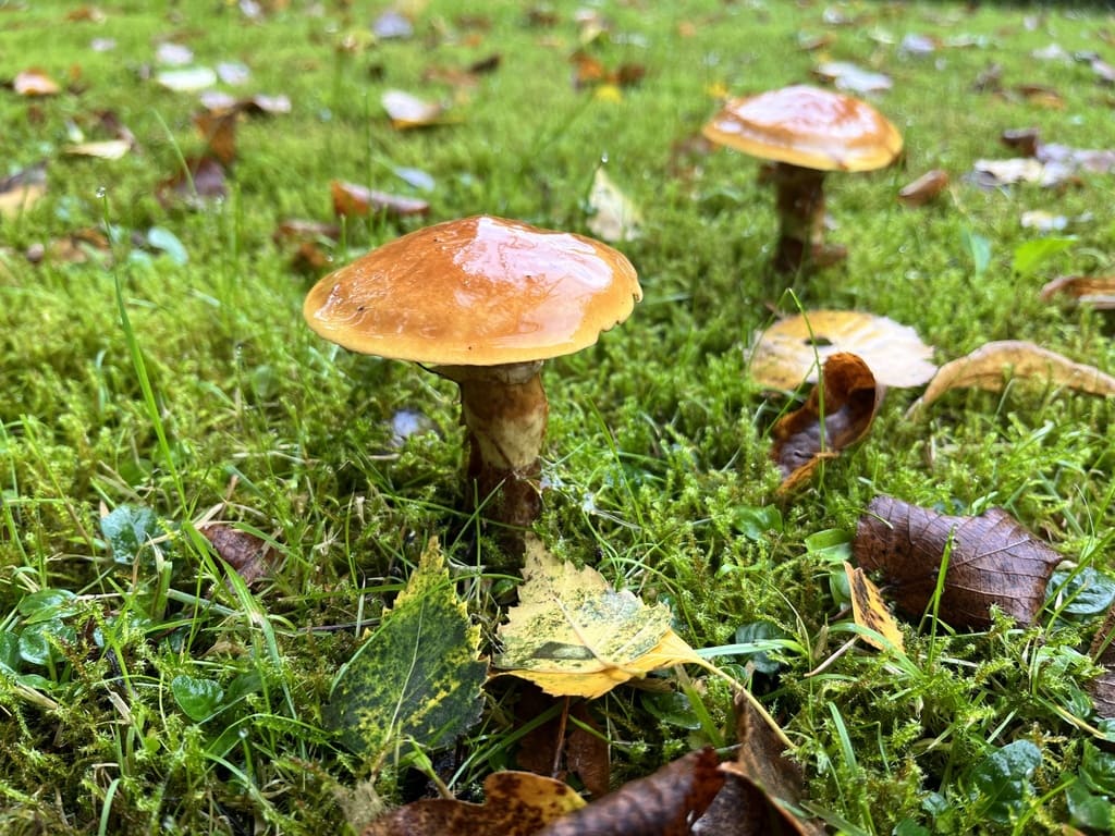 En gruppe lerkesopper i mose med oransje hatter og lange stilker med ringsone.