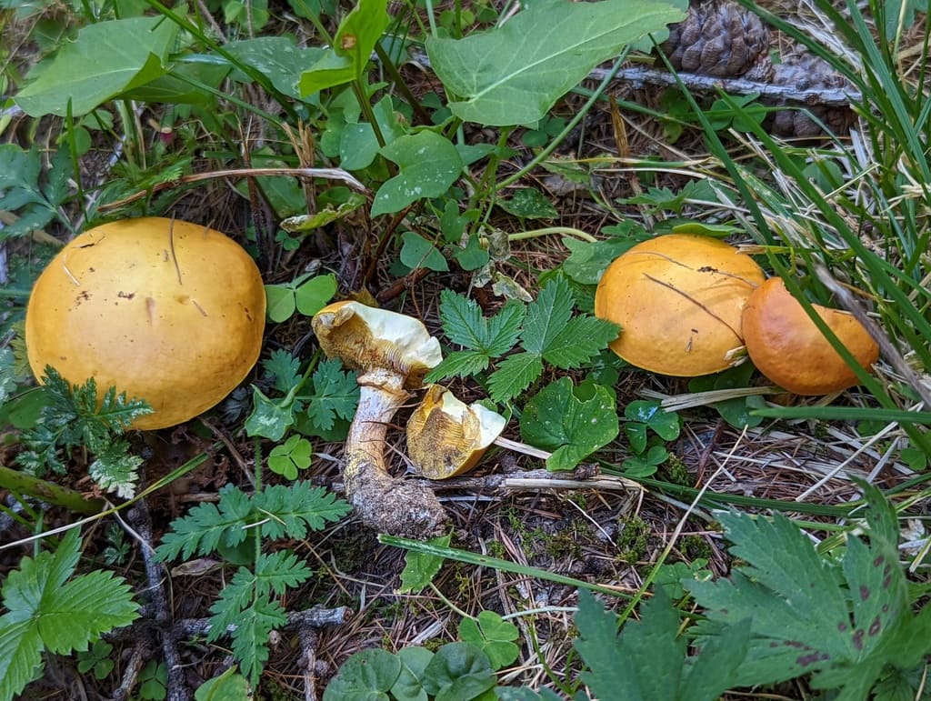Flere unge lerkesopper med gule og oransje hatter mellom grønne planter.