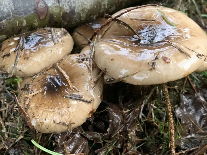 Flere olivenbrune vokssopper med blanke brungrå hatter dekket av barnåler.