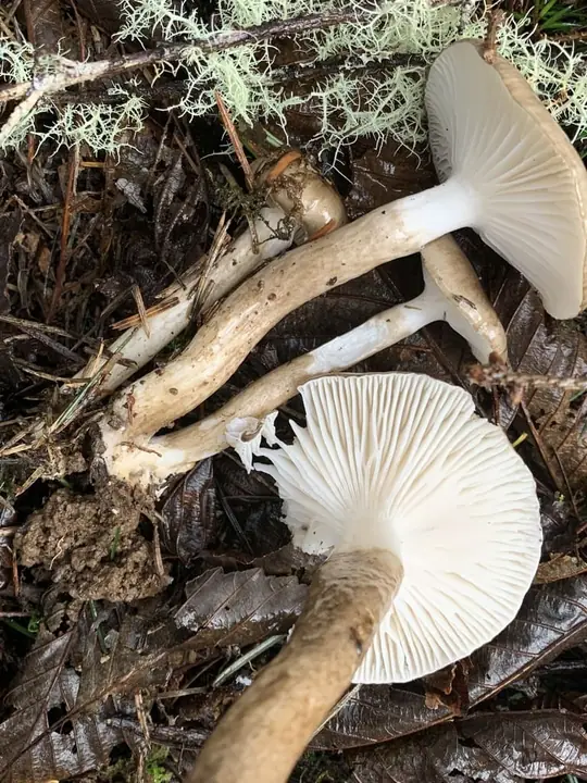 Tre olivenbrune vokssopper på skogbunnen med hatter, skiver og lange stilker synlige.