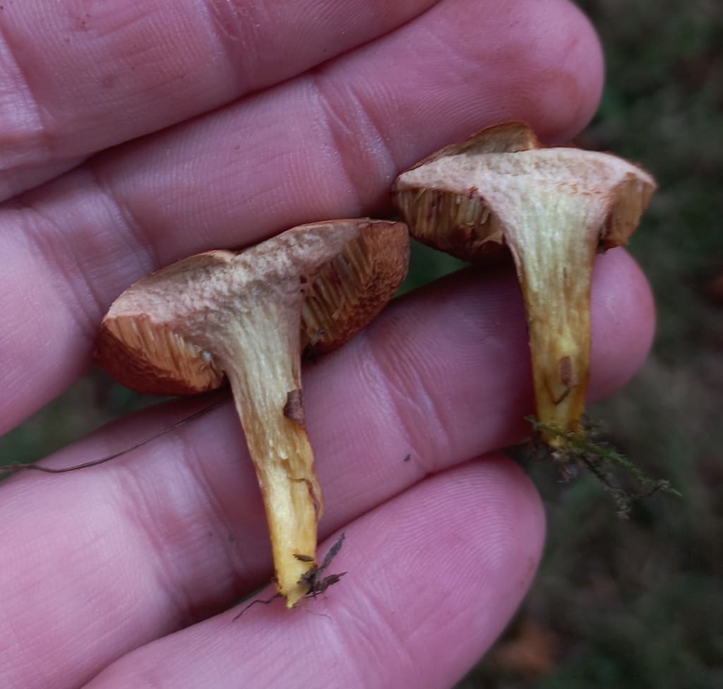 To små pepperrørsopper i en hånd med rustbrune porer og slanke stilker.