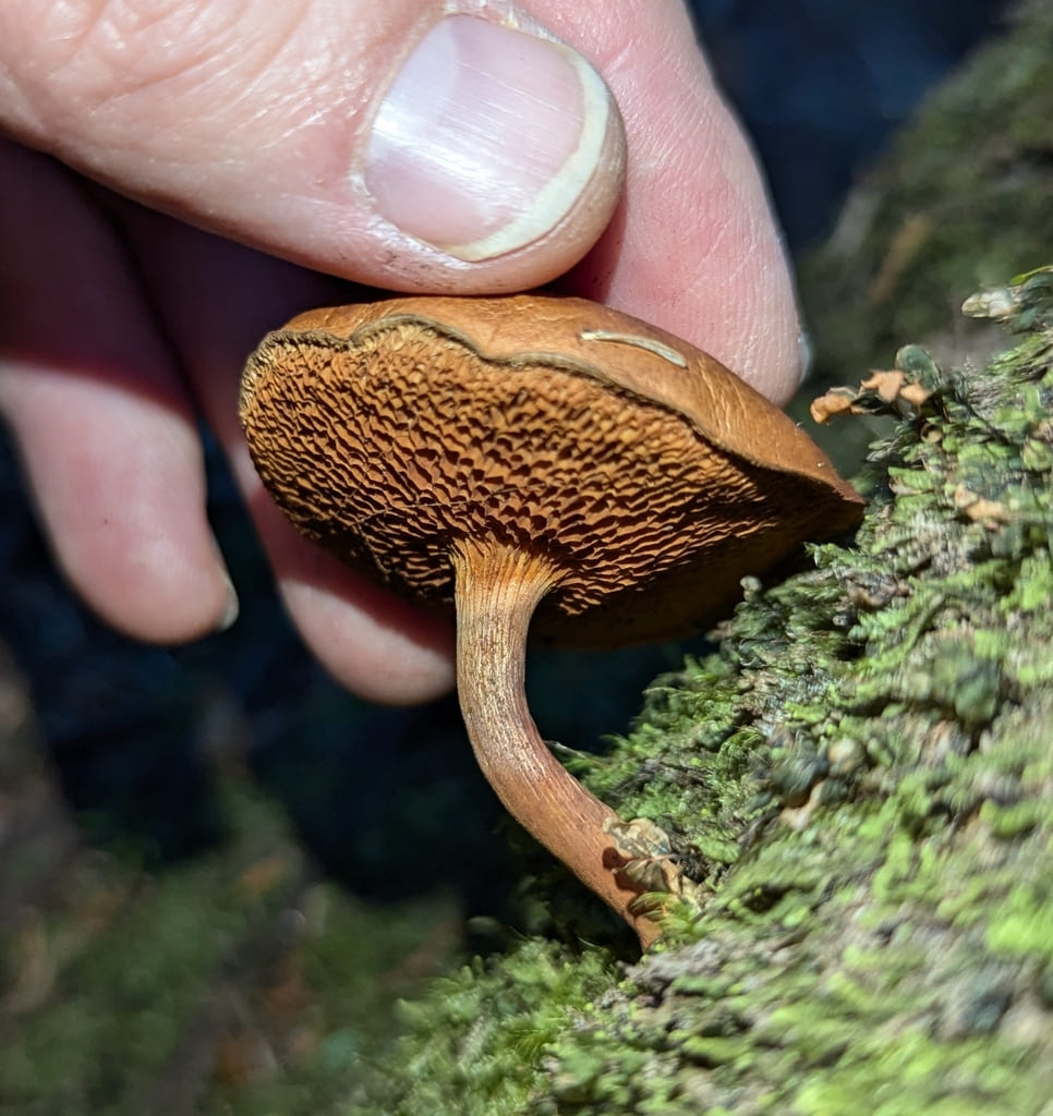 Liten pepperrørsopp ved mosekledd ved med brun underside og bøyd stilk.