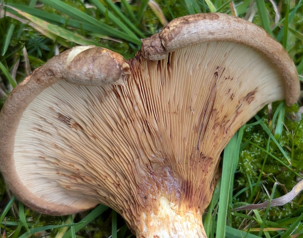 Nærbilde av pluggsoppens bleke nedløpende skiver med rødbrune trykkflekker.