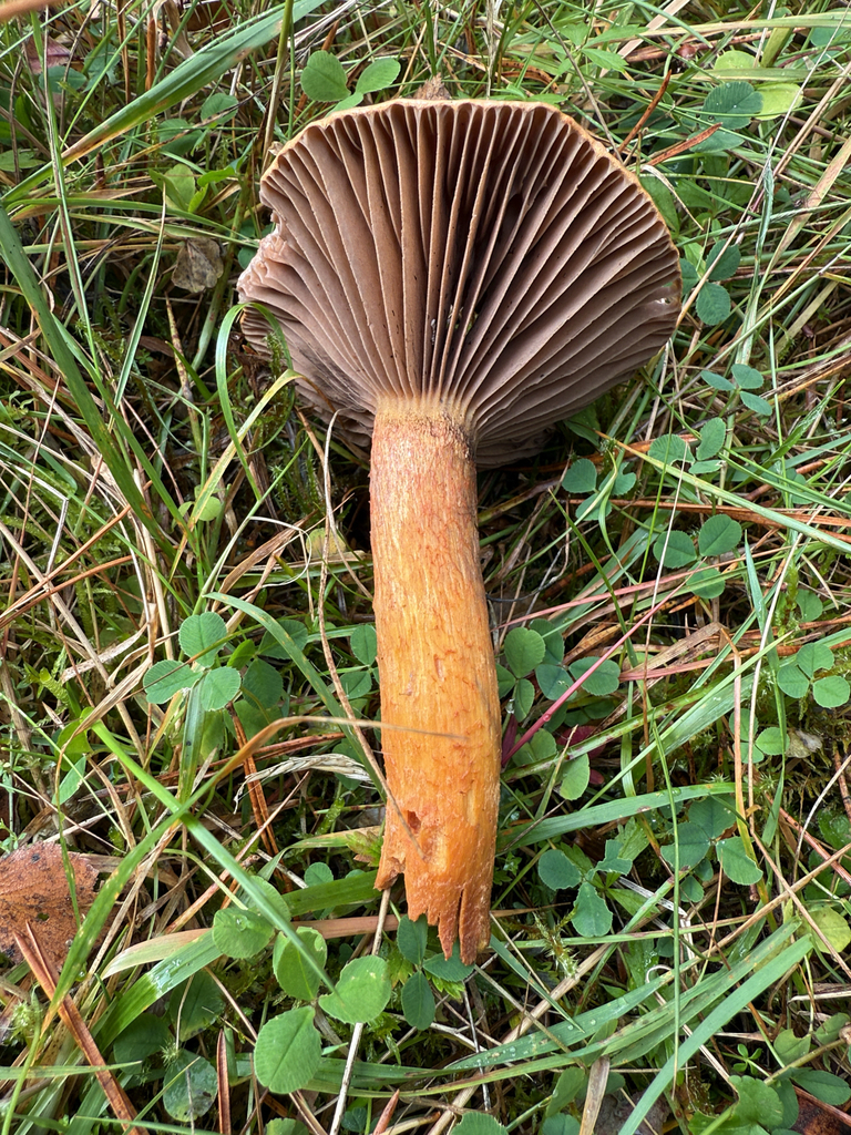Rabarbrasopp i gress med kobberbrun hatt, mørke skiver og oransjegul stilk.