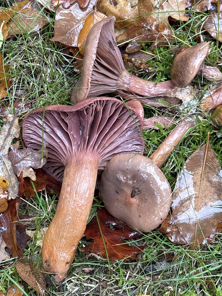 Flere rabarbrasopper i vått løv med gråbrune hatter og purpurbrune skiver.