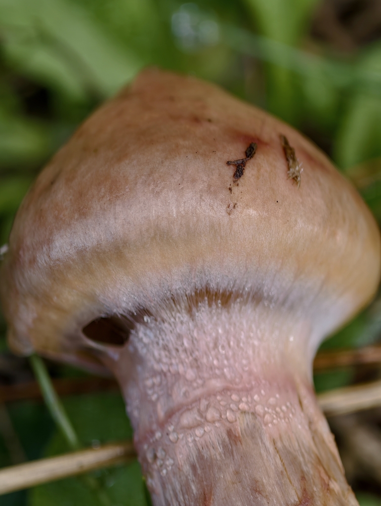 Nærbilde av rabarbrasoppens hattkant og fibrede rosa-brune stilk.
