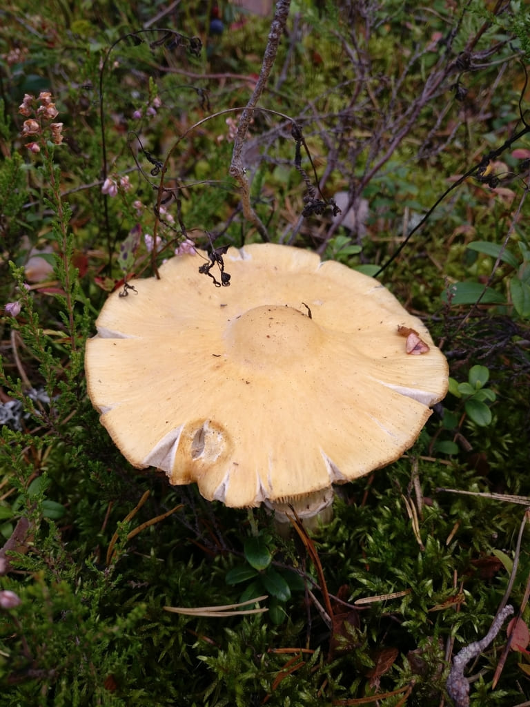 Rimsopp ovenfra med bred lys okerhatt, ujevn kant og fint rynket overflate.