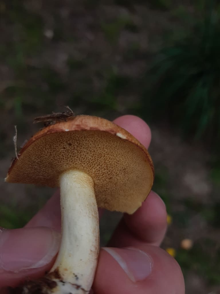 Ringløs smørsopp fra siden med brun hatt, gulgrønne porer og blek stilk.