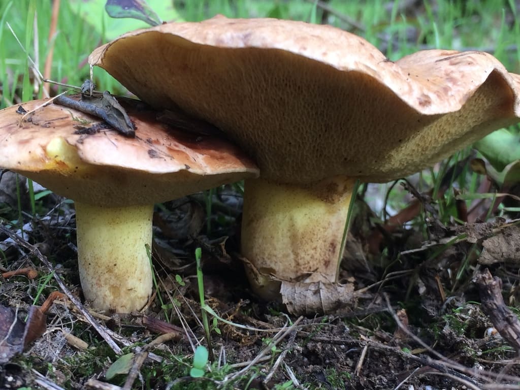 To modne ringløse smørsopper i skogen med brede brune hatter.