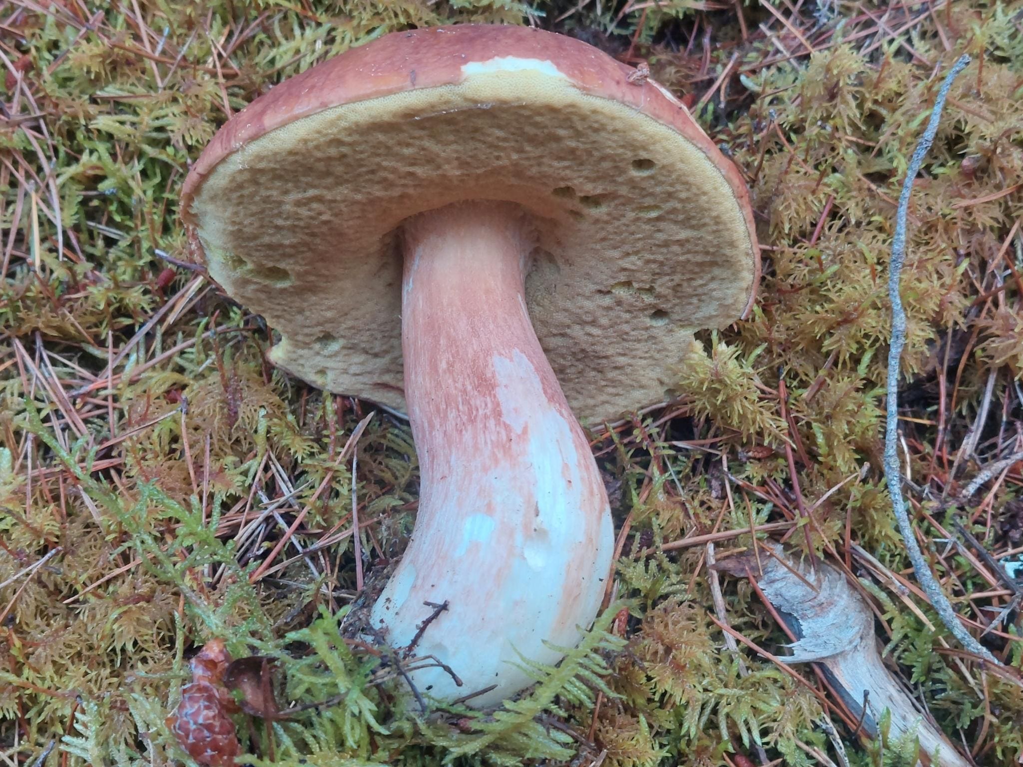 Rødbrun steinsopp på skogbunnen med mørk vinrød hatt, oliven porer og rosa stilk.