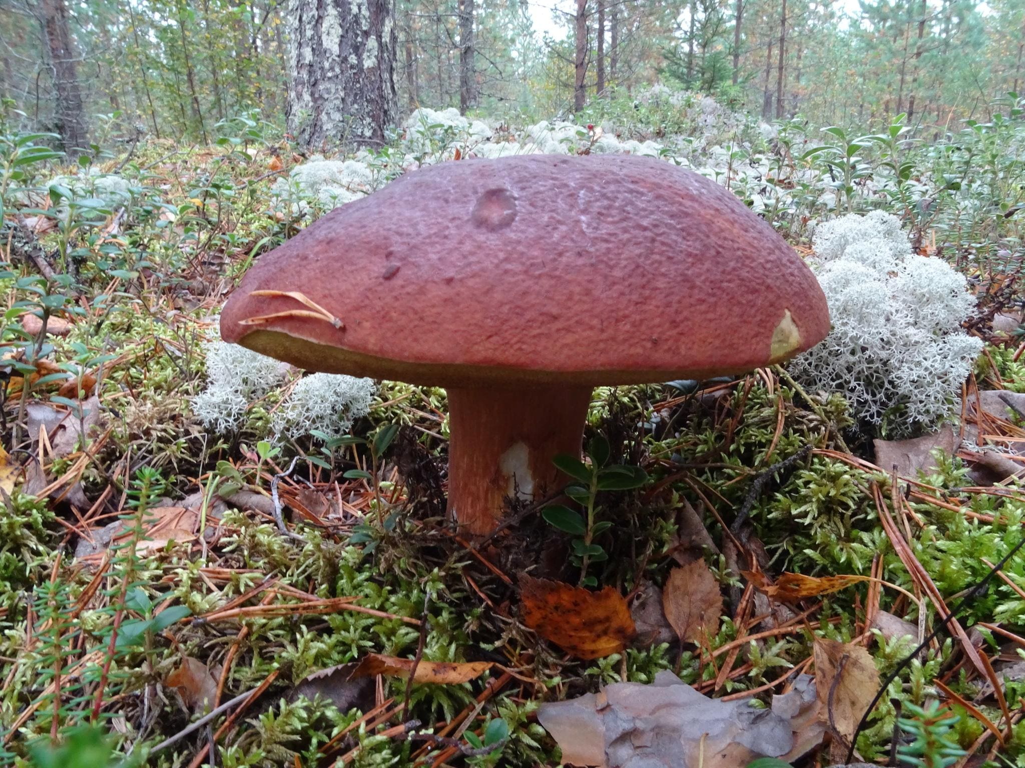 Rødbrun steinsopp i barskog med bred vinrød hatt og kraftig brunlig stilk.