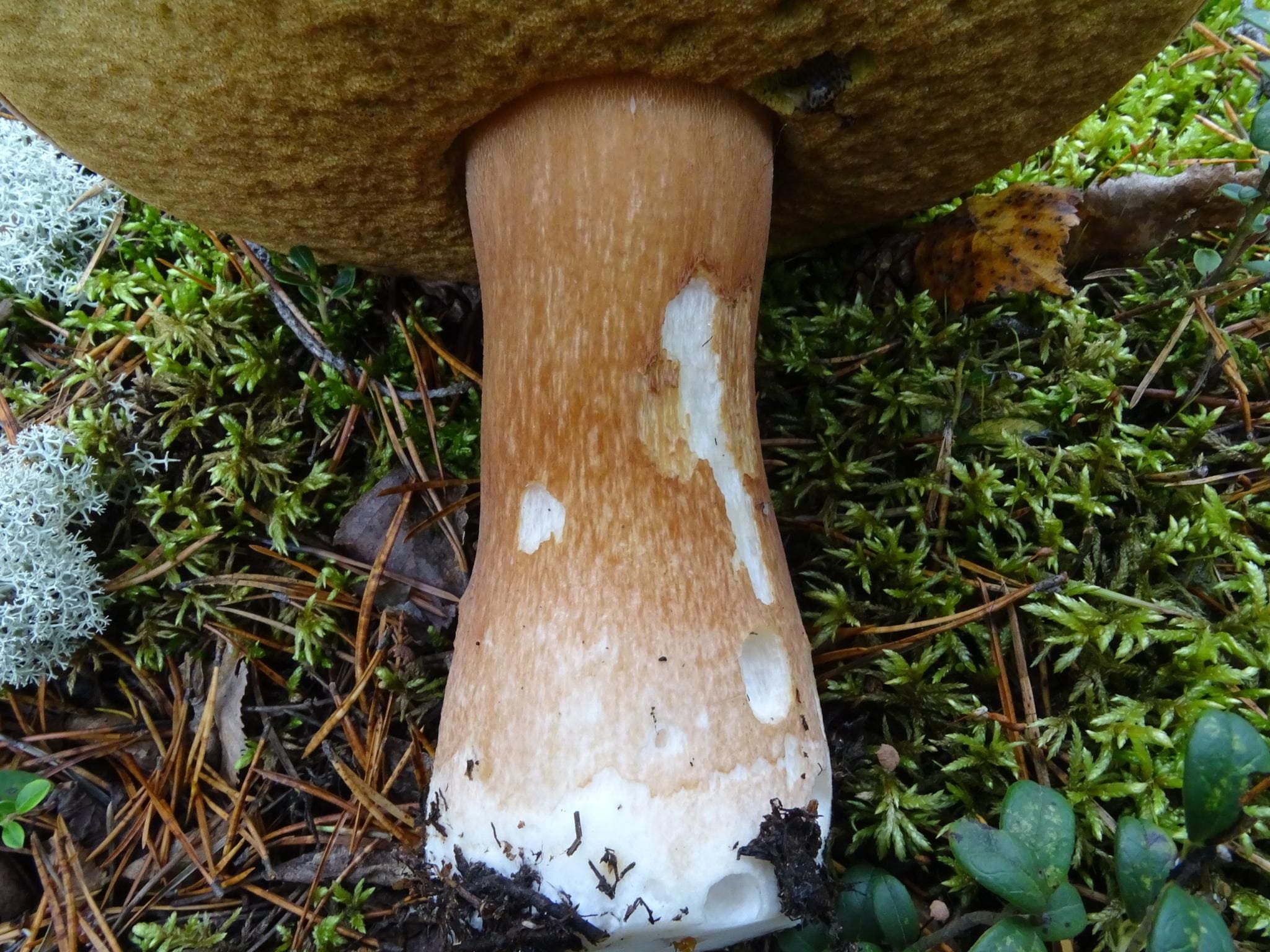 Rødbrun steinsopp sett lavt fra siden med brunt porelag og tykk stilk.