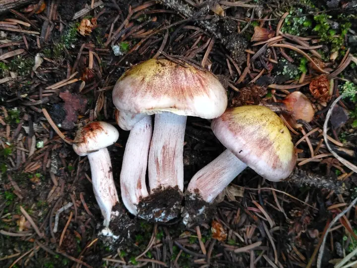 Tre rødflekkvokssopper i barskog med kremgule hatter, vinrøde fibre og kraftige stilker.