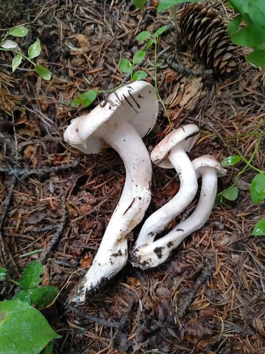Flere rødflekkvokssopper lagt i barnåler med tykke lyse skiver og rosa stilker.