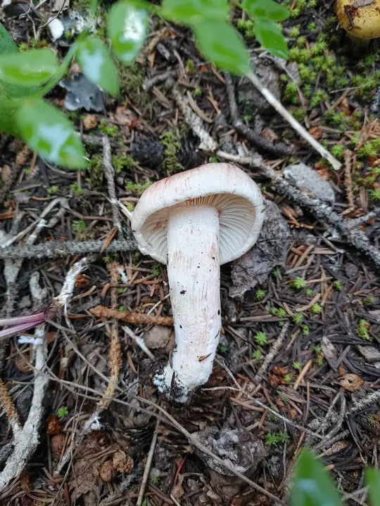 Rødflekkvokssopp fra siden med blek hatt, lyse fjernstilte skiver og lang rosaflekket stilk.