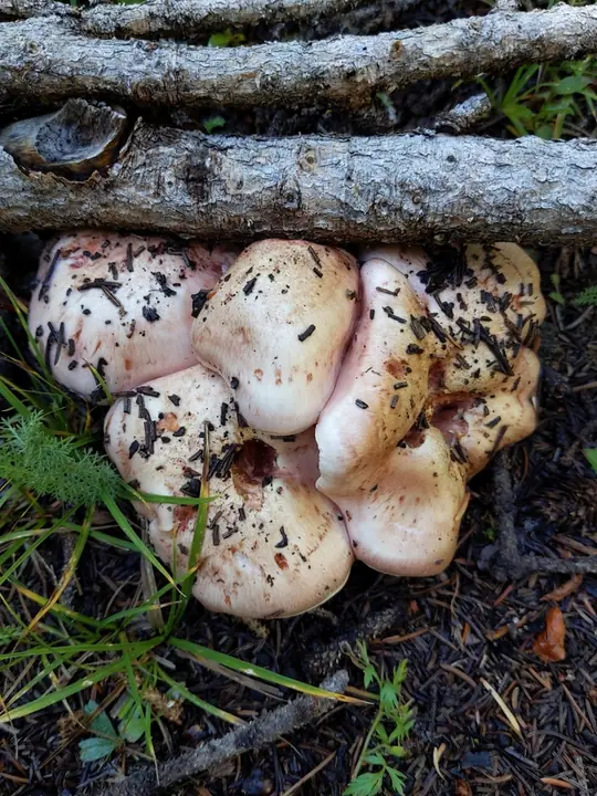 Knippe rødflekkvokssopper under en liggende stamme med bleke hatter og rosa flekker.