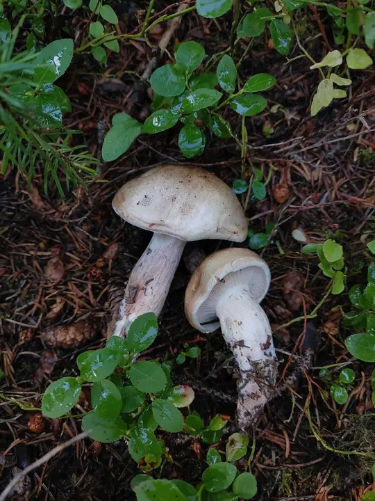 To rødflekkvokssopper blant mose og grønne skogplanter med bleke hatter og rosa stilker.