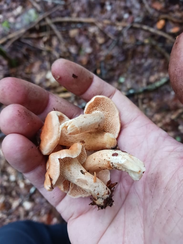 En håndfull små rødgule piggsopper med oransje hatter i ulike former.