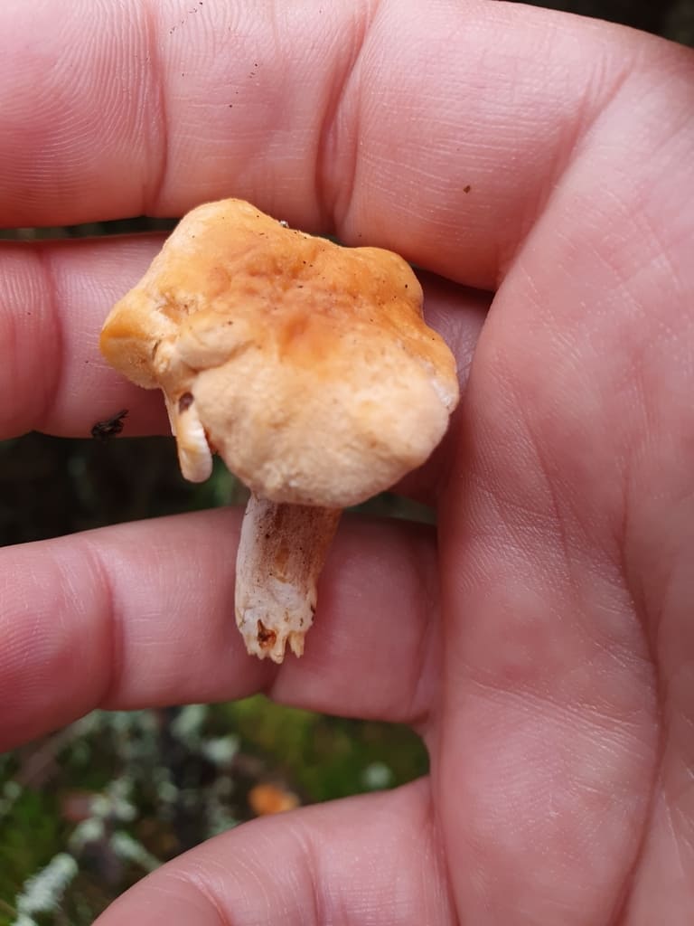 Svært liten rødgul piggsopp ovenfra med rund oransje hatt.