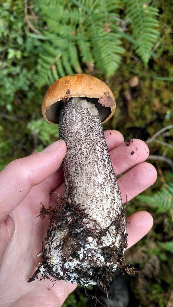 Rødskrubb holdt i skogen med oransje hatt og lang stilk dekket av mørke skjell.