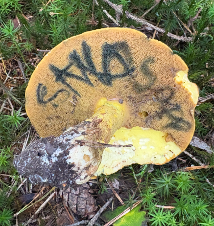 Sandsopp vendt opp med brunolivent porelag som har mørke merker etter trykk.