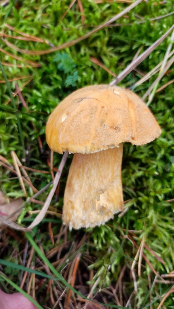Ung sandsopp i mose med tørr gulbrun hatt og kort stilk.
