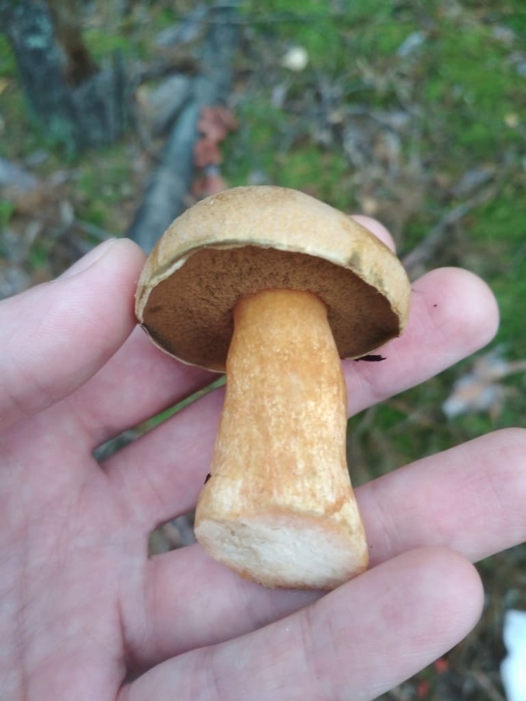 Liten sandsopp holdt i hånden med lys brun hatt, mørke porer og tykk gulbrun stilk.