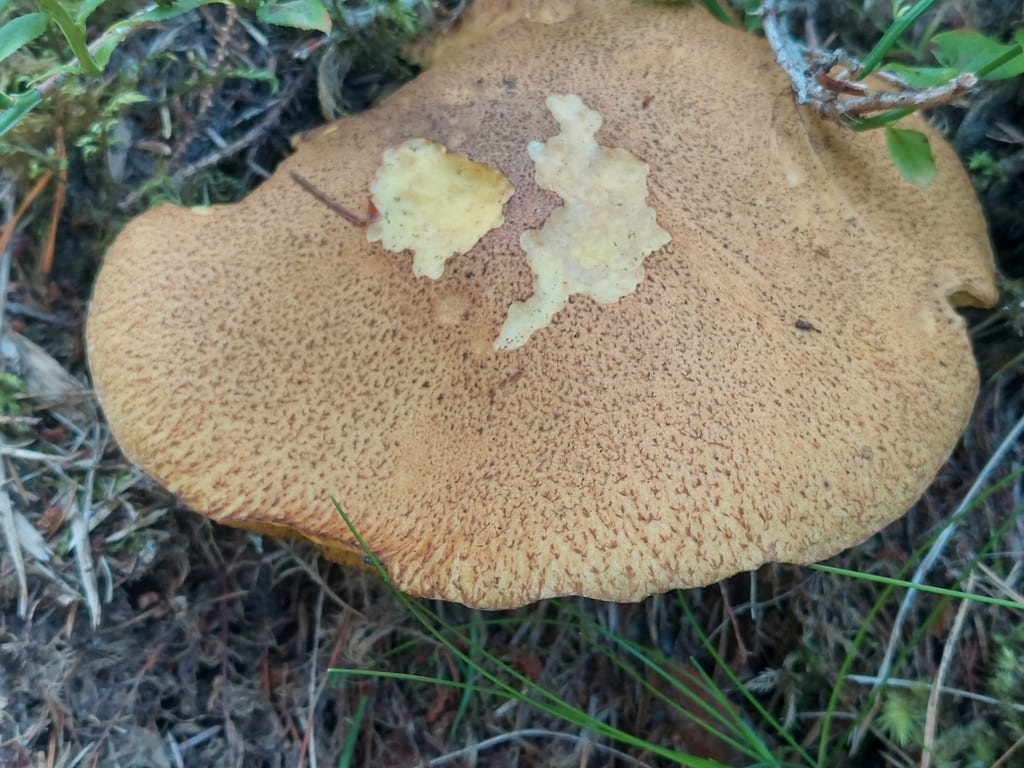 Bred underside av sandsopp med små sennepsbrune porer og et avskrapt lyst felt.